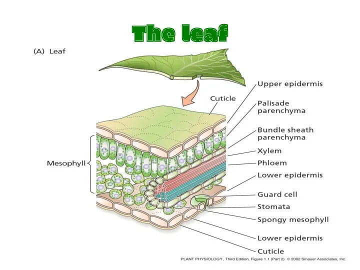 The leaf