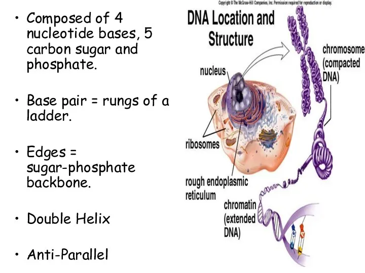 Composed of 4 nucleotide bases, 5 carbon sugar and phosphate.