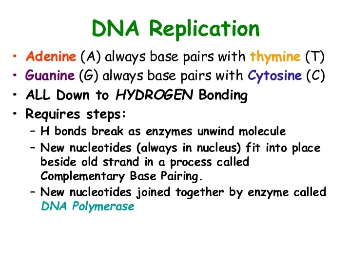 DNA Replication Adenine (A) always base pairs with thymine (T)