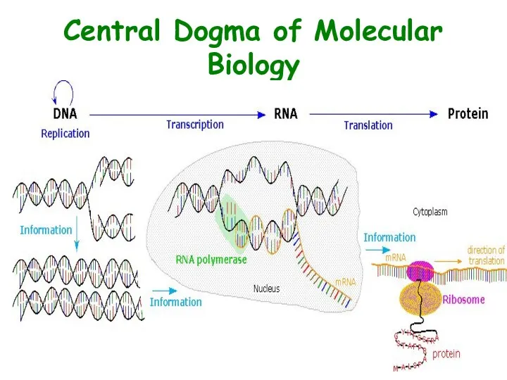 Central Dogma of Molecular Biology