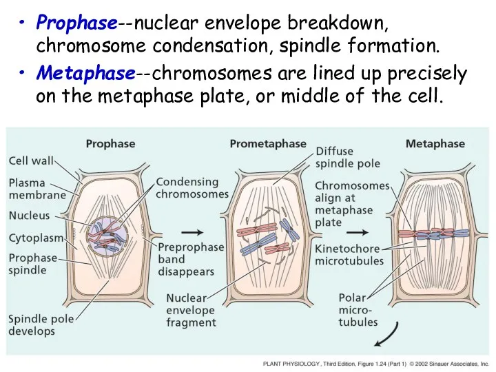 Prophase--nuclear envelope breakdown, chromosome condensation, spindle formation. Metaphase--chromosomes are lined