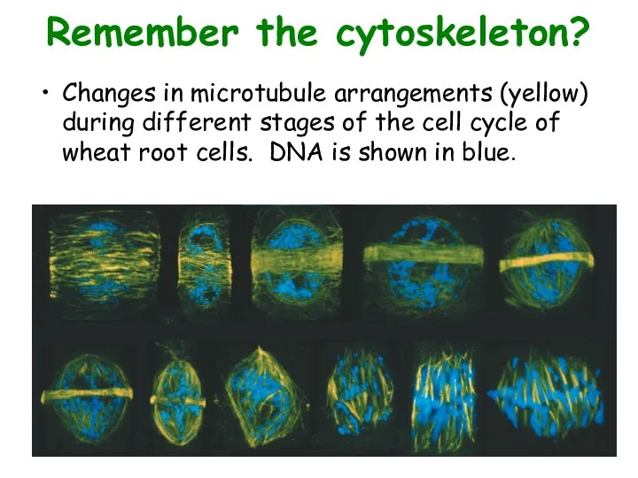 Remember the cytoskeleton? Changes in microtubule arrangements (yellow) during different