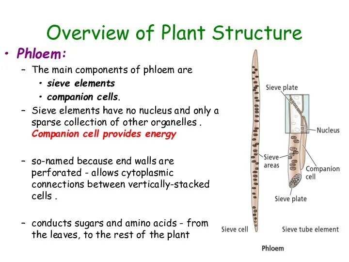 Overview of Plant Structure Phloem: The main components of phloem