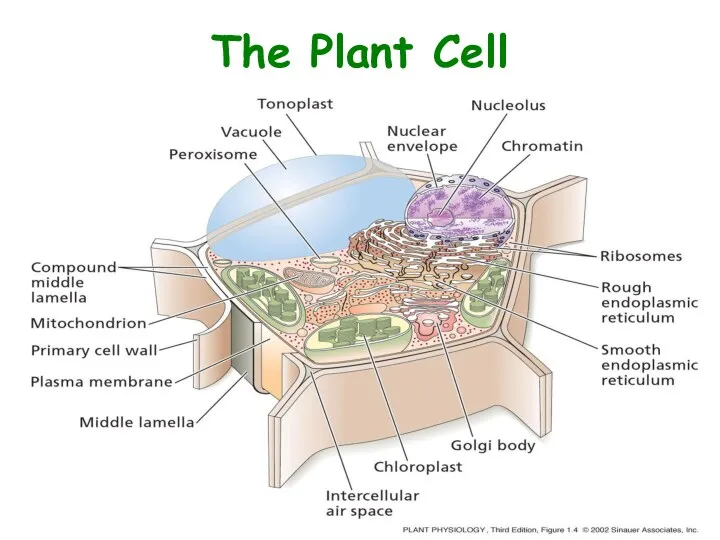 The Plant Cell