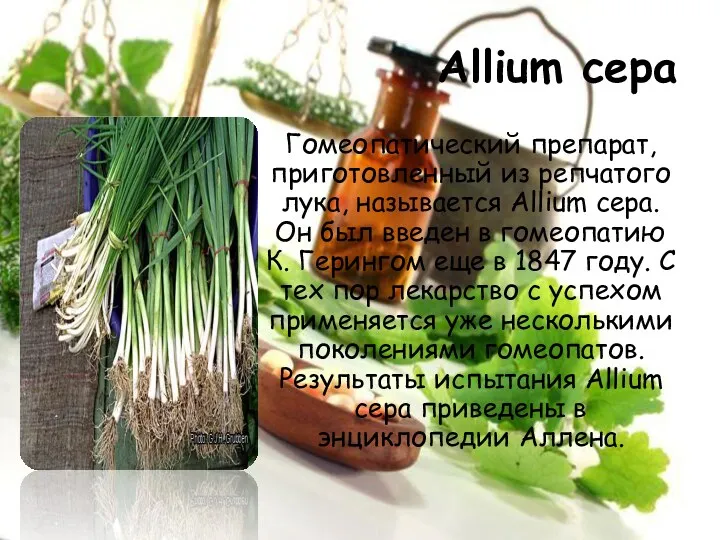 Allium cepa Гомеопатический препарат, приготовленный из репчатого лука, называется Allium