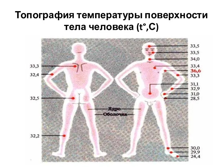 Топография температуры поверхности тела человека (t°,С)