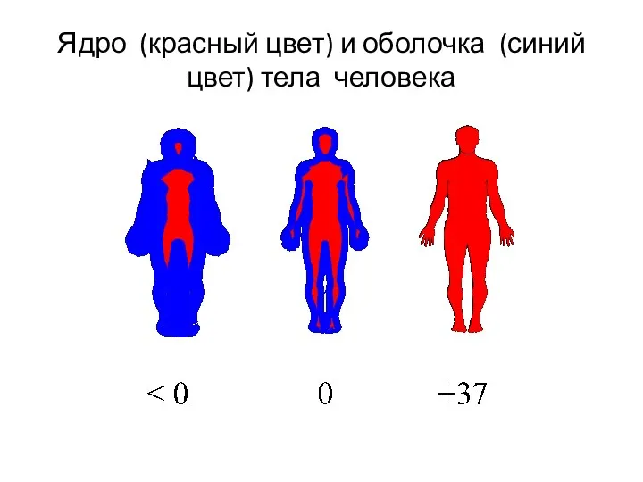 Ядро (красный цвет) и оболочка (синий цвет) тела человека