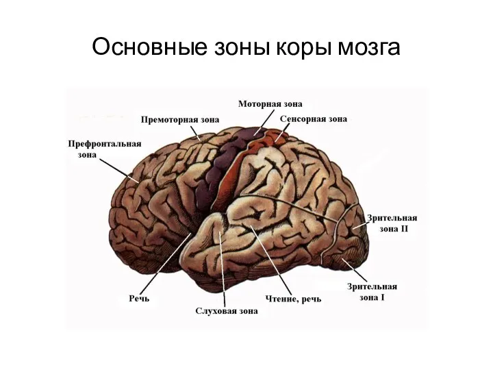 Основные зоны коры мозга