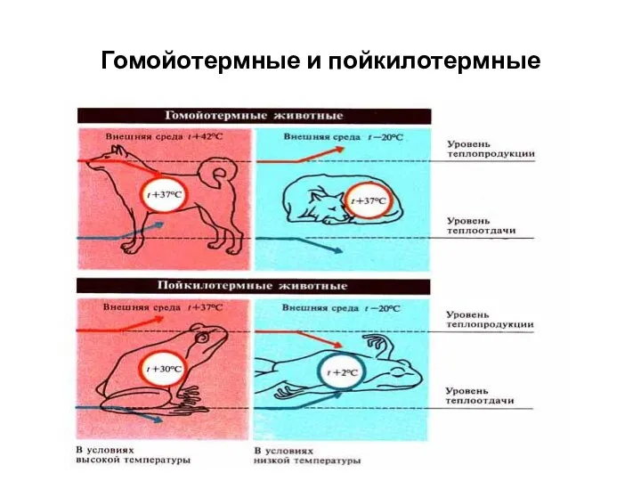 Гомойотермные и пойкилотермные