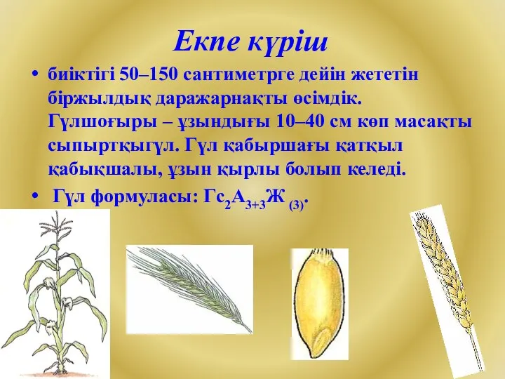 Екпе күріш биіктігі 50–150 сантиметрге дейін жететін біржылдық даражарнақты өсімдік.
