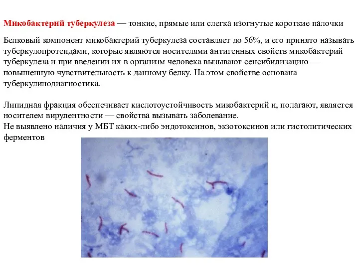 Микобактерий туберкулеза — тонкие, прямые или слегка изогнутые короткие палочки Белковый компонент микобактерий