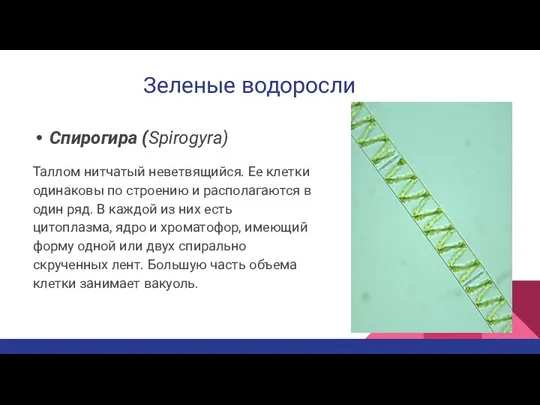 Зеленые водоросли Спирогира (Spirogyra) Таллом нитчатый неветвящийся. Ее клетки одинаковы