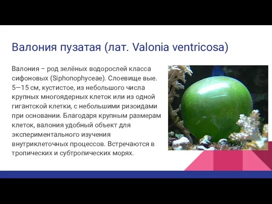 Валония пузатая (лат. Valonia ventricosa) Валония – род зелёных водорослей