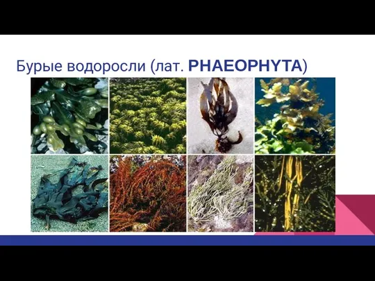 Бурые водоросли (лат. PHAEOPHYTA)