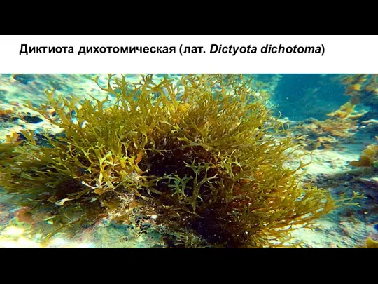 Диктиота дихотомическая (лат. Dictyota dichotoma)