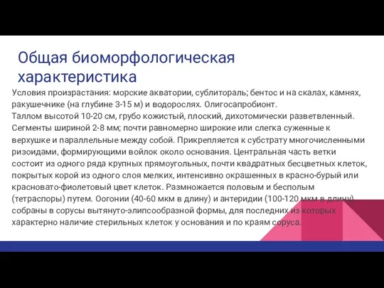 Общая биоморфологическая характеристика Условия произрастания: морские акватории, сублитораль; бентос и