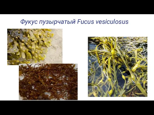 Фукус пузырчатый Fucus vesiculosus