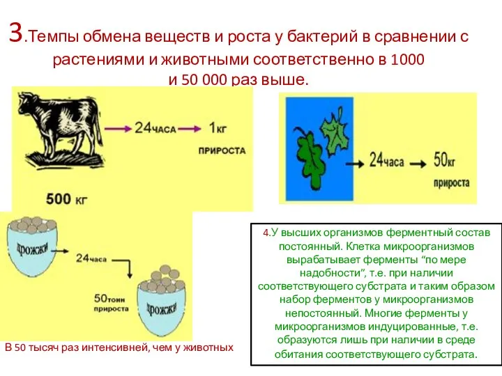 3.Темпы обмена веществ и роста у бактерий в сравнении с