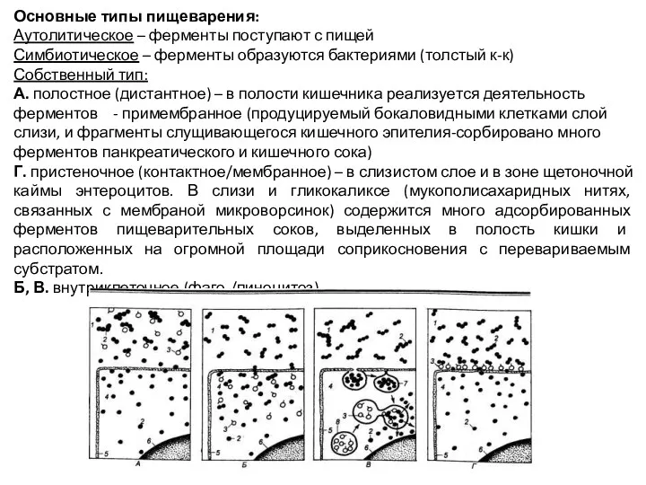 Основные типы пищеварения: Аутолитическое – ферменты поступают с пищей Симбиотическое