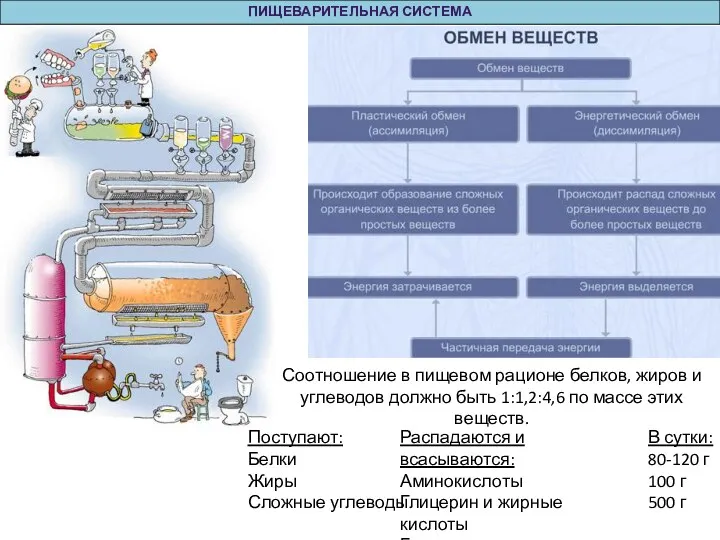 ПИЩЕВАРИТЕЛЬНАЯ СИСТЕМА Соотношение в пищевом рационе белков, жиров и углеводов