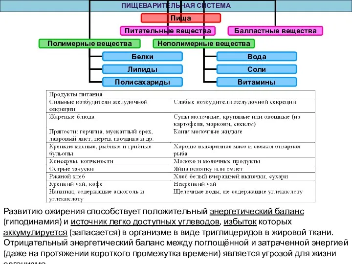 ПИЩЕВАРИТЕЛЬНАЯ СИСТЕМА Развитию ожирения способствует положительный энергетический баланс (гиподинамия) и