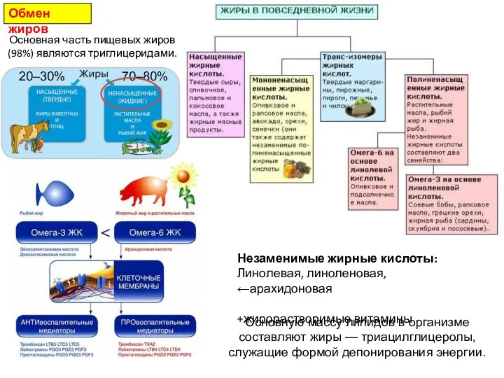 Обмен жиров Незаменимые жирные кислоты: Линолевая, линоленовая, ←арахидоновая +жирорастворимые витамины