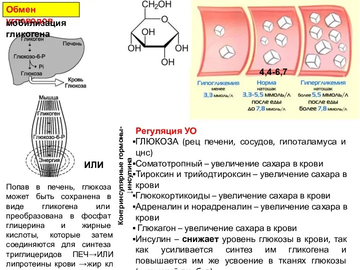 Обмен углеводов 4,4-6,7 мобилизация гликогена Регуляция УО ГЛЮКОЗА (рец печени,