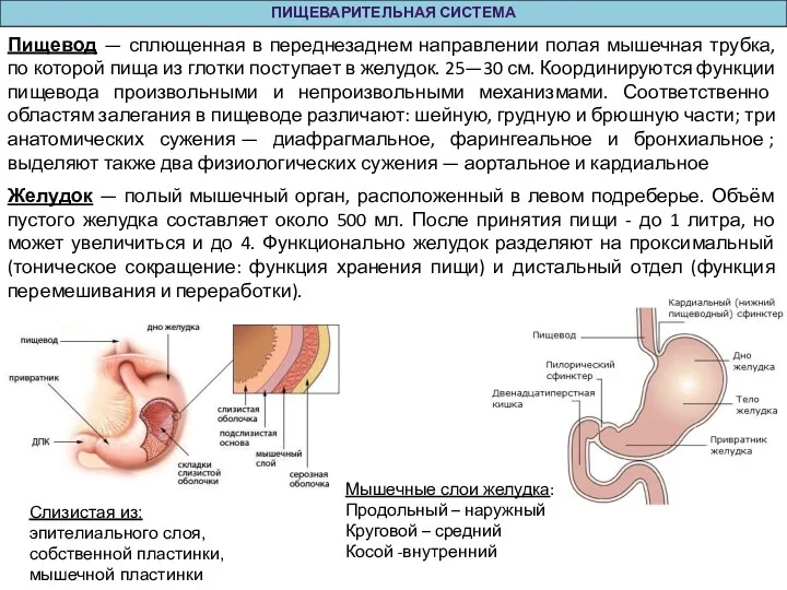 ПИЩЕВАРИТЕЛЬНАЯ СИСТЕМА Пищевод — сплющенная в переднезаднем направлении полая мышечная