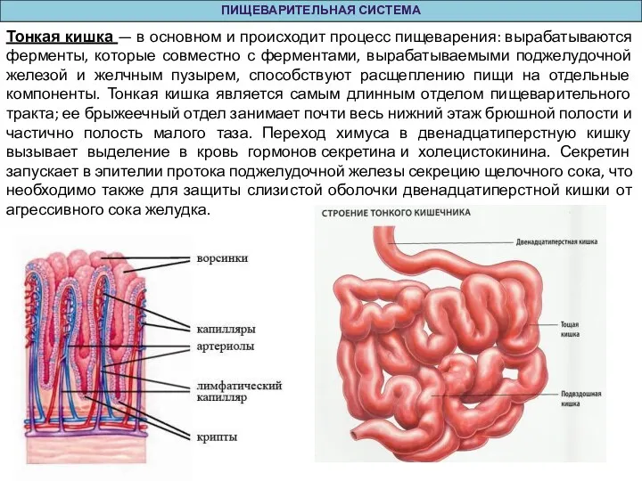 ПИЩЕВАРИТЕЛЬНАЯ СИСТЕМА Тонкая кишка — в основном и происходит процесс