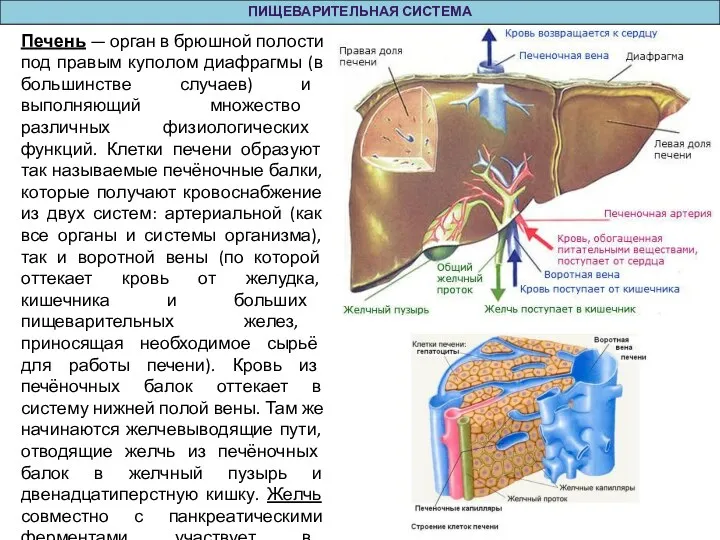 ПИЩЕВАРИТЕЛЬНАЯ СИСТЕМА Печень — орган в брюшной полости под правым