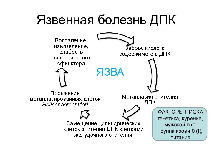 Язвенная болезнь ДПК ЯЗВА ФАКТОРЫ РИСКА генетика, курение, мужской пол, группа крови 0 (I), питание