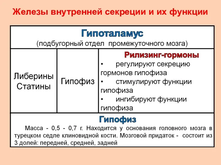 Железы внутренней секреции и их функции