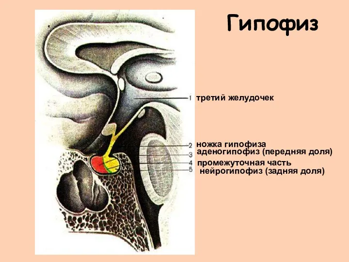 Гипофиз третий желудочек нейрогипофиз (задняя доля) промежуточная часть ножка гипофиза аденогипофиз (передняя доля)