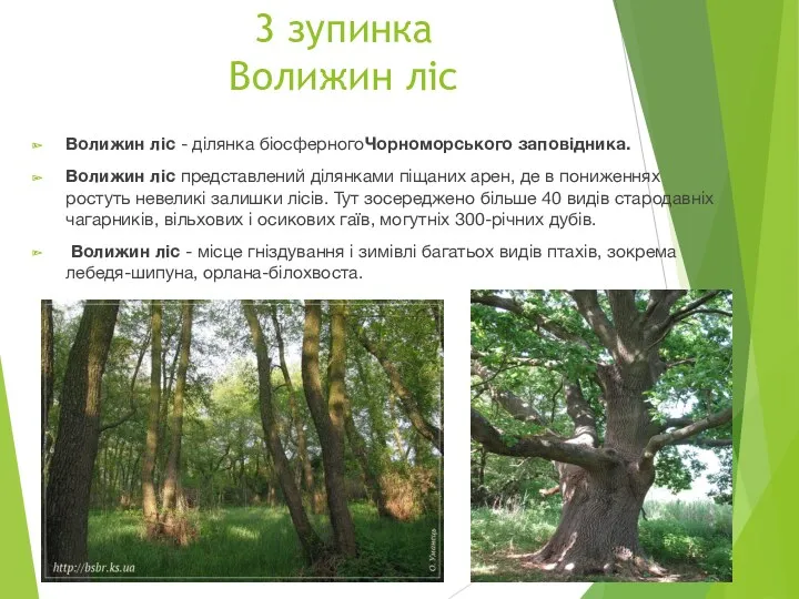 3 зупинка Волижин ліс Волижин ліс - ділянка біосферногоЧорноморського заповідника.