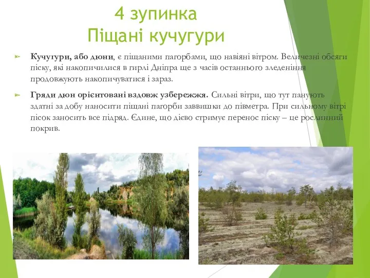 4 зупинка Піщані кучугури Кучугури, або дюни, є піщаними пагорбами,