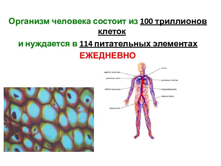 Организм человека состоит из 100 триллионов клеток и нуждается в 114 питательных элементах ЕЖЕДНЕВНО