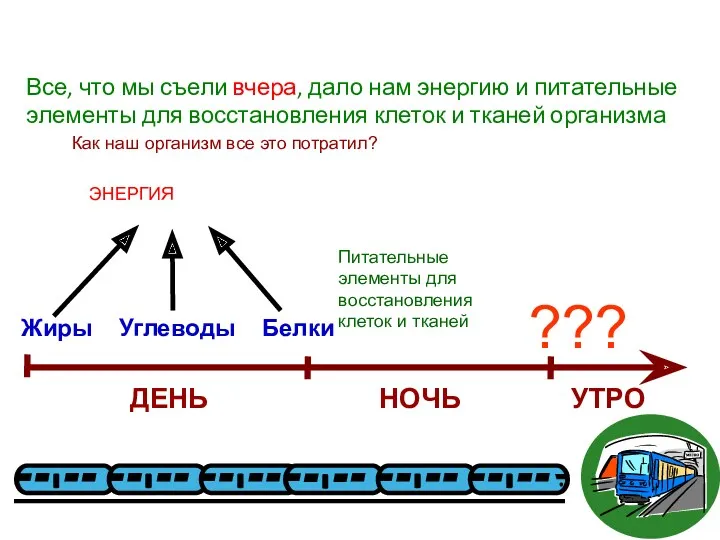 Все, что мы съели вчера, дало нам энергию и питательные