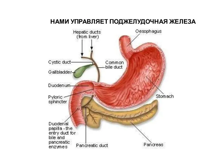 НАМИ УПРАВЛЯЕТ ПОДЖЕЛУДОЧНАЯ ЖЕЛЕЗА