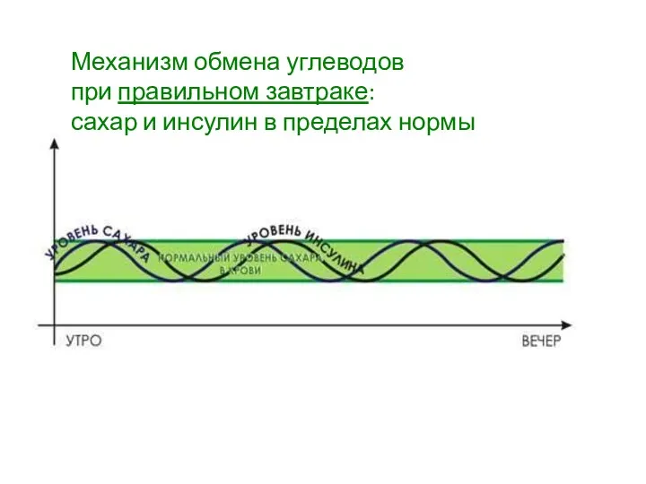 Механизм обмена углеводов при правильном завтраке: сахар и инсулин в пределах нормы