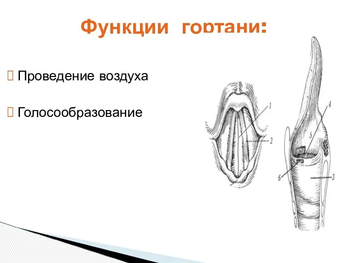 Функции гортани: Проведение воздуха Голосообразование