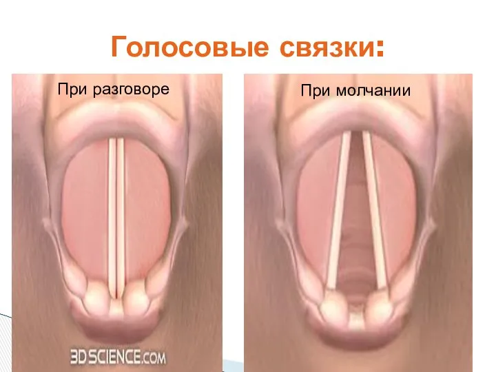 Голосовые связки: При разговоре При молчании