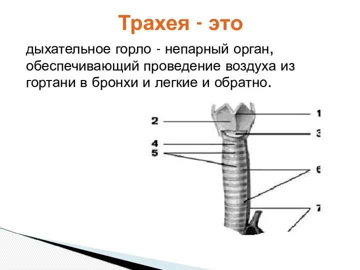 дыхательное горло - непарный орган, обеспечивающий проведение воздуха из гортани