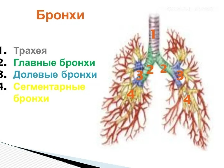 Бронхи Топография Строение стенки функция Трахея Главные бронхи Долевые бронхи Сегментарные бронхи 1