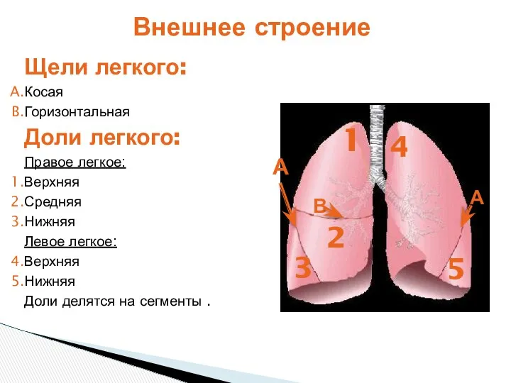 Щели легкого: Косая Горизонтальная Доли легкого: Правое легкое: Верхняя Средняя