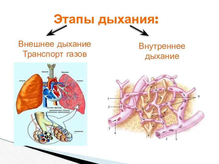 Этапы дыхания: Внутреннее дыхание Внешнее дыхание Транспорт газов