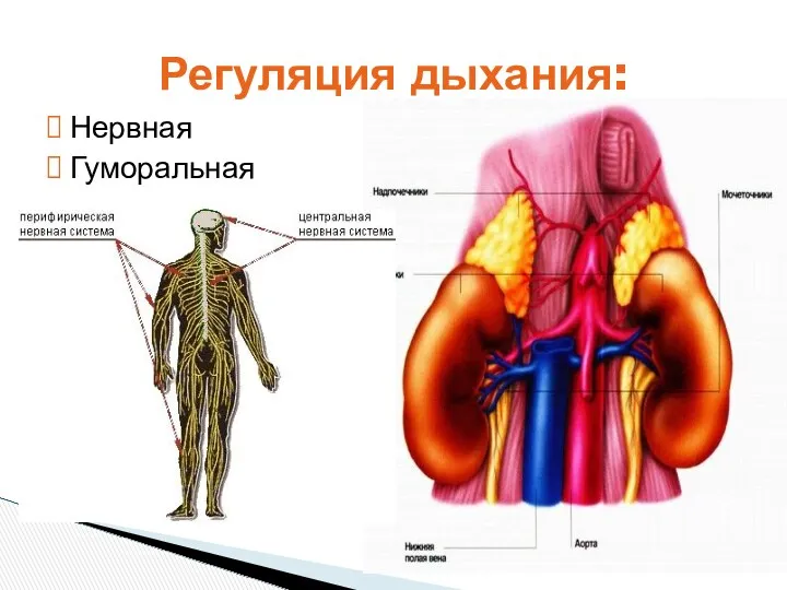 Нервная Гуморальная Регуляция дыхания: