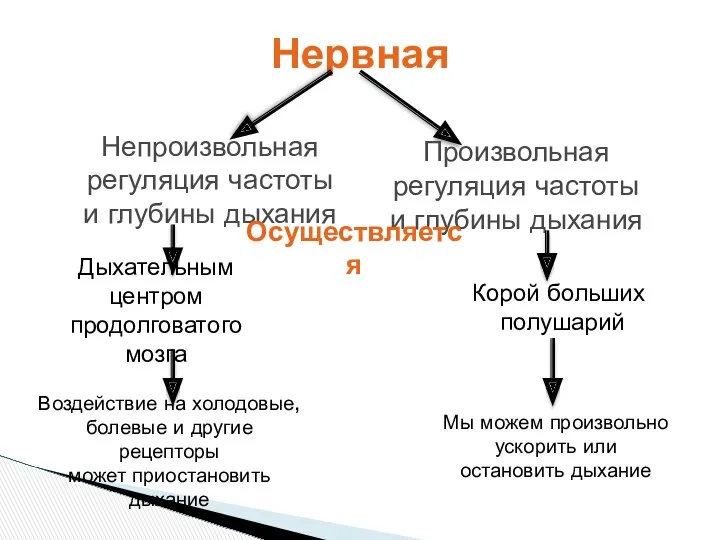 Нервная Непроизвольная регуляция частоты и глубины дыхания Произвольная регуляция частоты