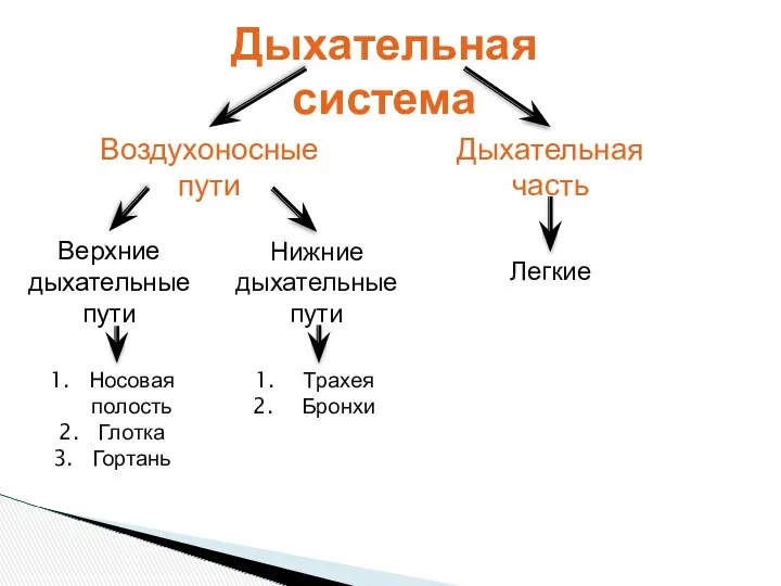 Дыхательная система Воздухоносные пути Дыхательная часть Легкие Верхние дыхательные пути