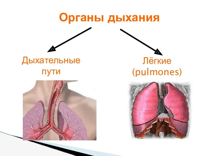 Органы дыхания Дыхательные пути Лёгкие(pulmones)