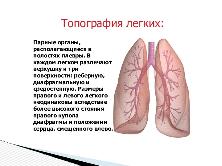 Топография легких: Парные органы, располагающиеся в полостях плевры. В каждом